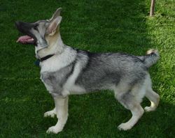 Pinetown German Shepherd Dog Club